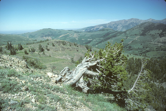 Tree, Copper Mountains, Nevada
