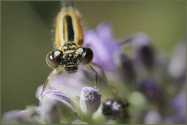 Regard