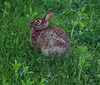 Demon Bunny in Old Bethpage Village Restoration, May 2007