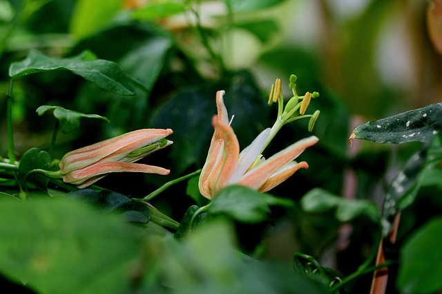 Passiflora aurantia (2)