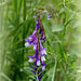 Vicia tenuifolia