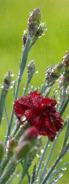 Carnation In A Shower