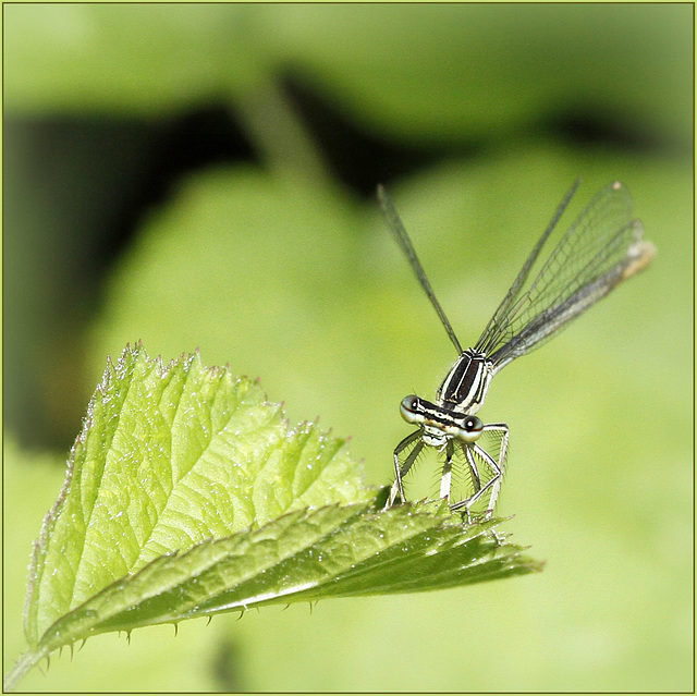 Agrion  "le regard"