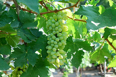 20090101-0245 Vitis vinifera L.