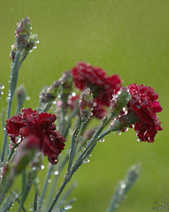 Carnations In A Shower