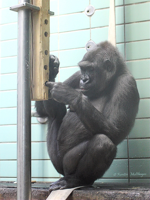 Mutasi am neuen Stocherholz (Wilhelma)