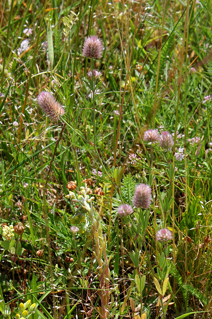 Trifolium arvense (3)