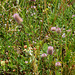 Trifolium arvense (3)