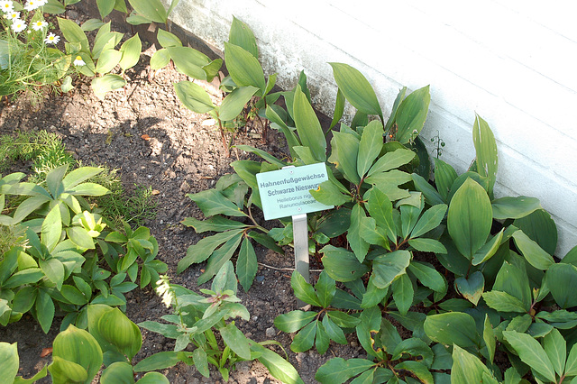 Planten und Blomen