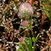 Trifolium arvense (4)