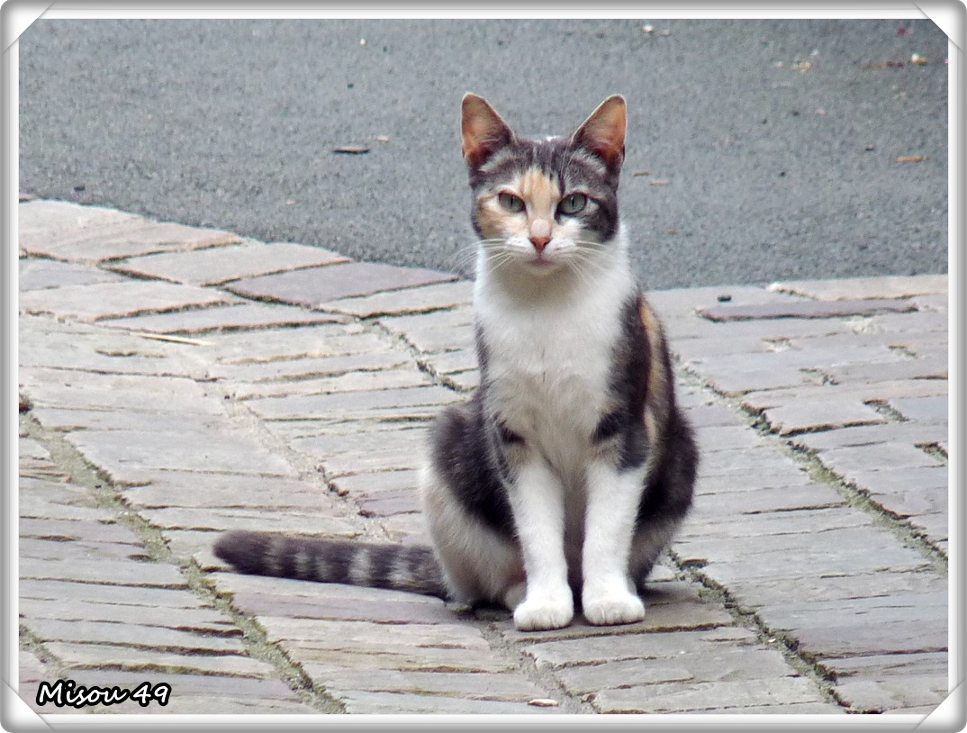 REGARD CURIEUX !