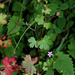 Geranium lucidum - Géranium luisant