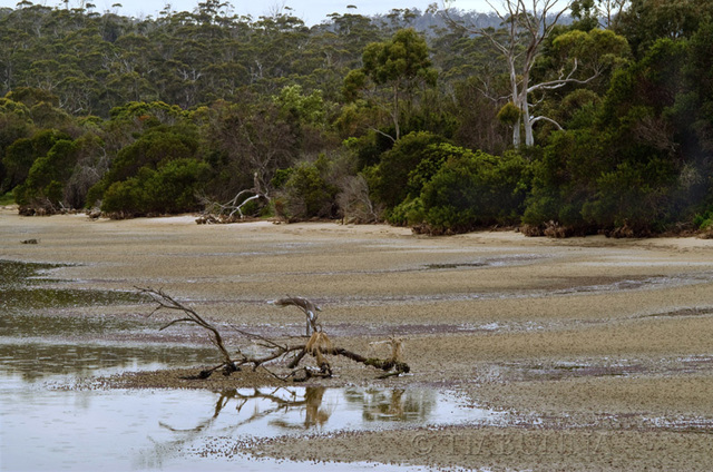 Tide's Out!