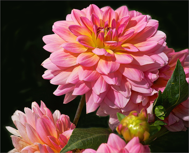 Decorative Dahlia „Harzfee“