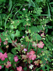 Geranium lucidum - Géranium luisant-001