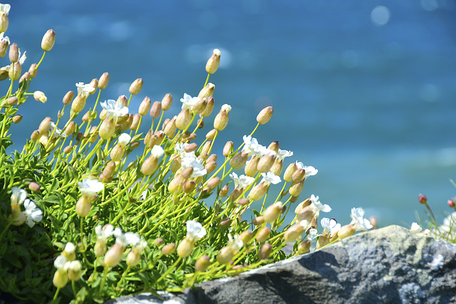 Isle of Man 2013 – Peel Castle – Flowers