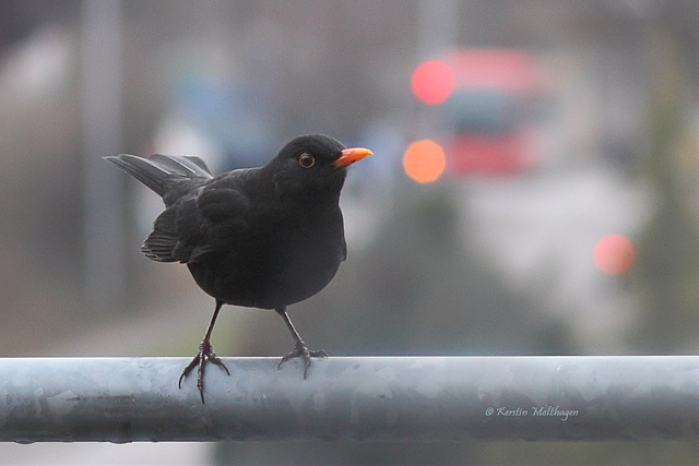 Ein neuer Gast auf dem Balkon