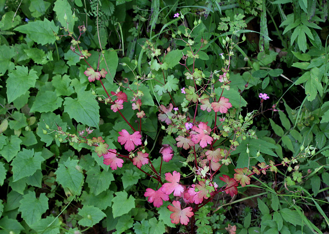 Geranium lucidum - Géranium luisant-002