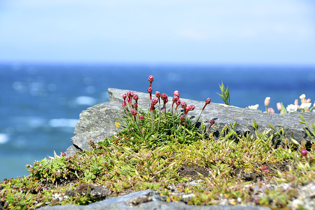 Isle of Man 2013 – Peel Castle – Flowers