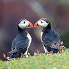 Puffins - Beak to Beak