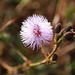 20081029-0018 Mimosa pudica L.