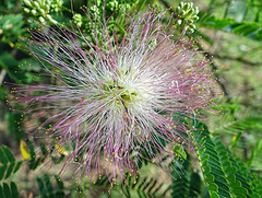 First Acacia blooms