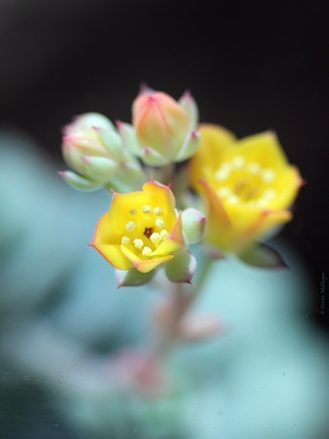 Echeveria derenbergii (Wilhelma)