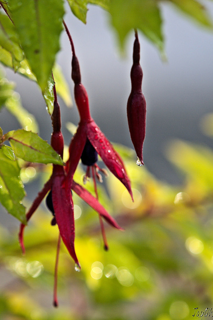 First Fuchsia Blooms