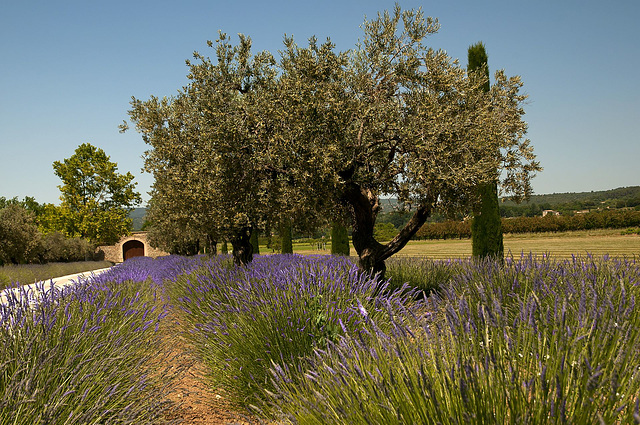 Lavendel in der Provence