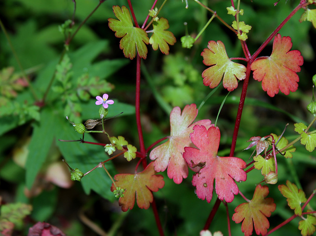 Geranium lucidum - Géranium luisant-003