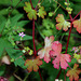 Geranium lucidum - Géranium luisant-003