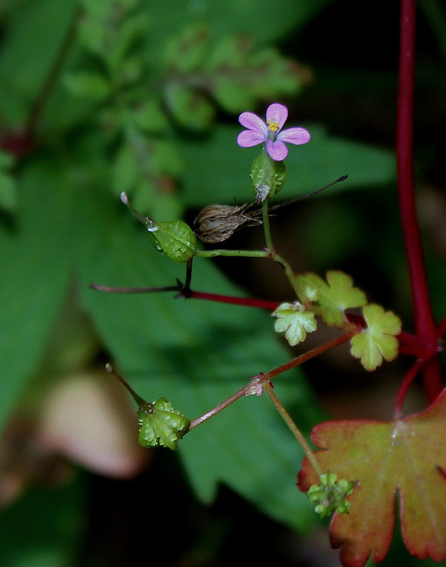 Geranium lucidum - Géranium luisant-004