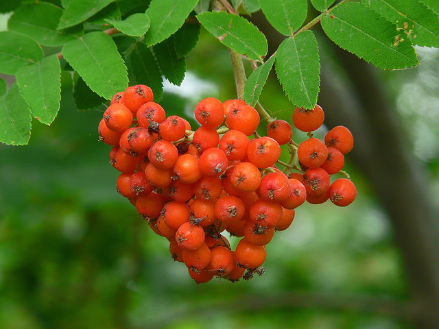 European Mountain Ash