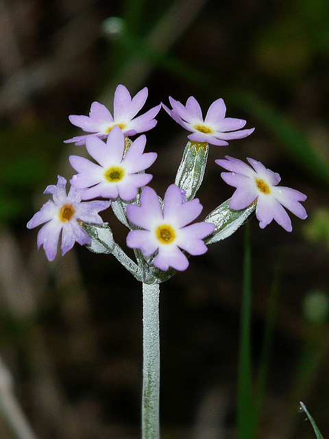 Mealy Primrose