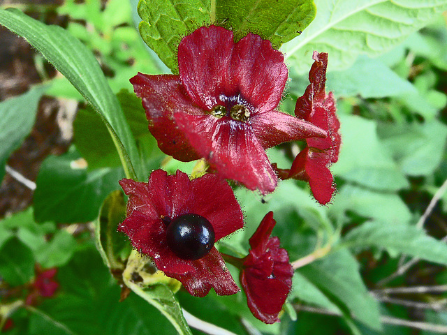 Bracted Honeysuckle