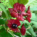 Bracted Honeysuckle