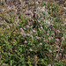 Trifolium arvense (5)