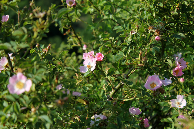 Rosa rubiginosa