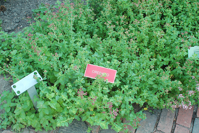 Planten und Blomen