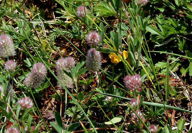 Trifolium arvense- Trèfle des champs