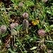 Trifolium arvense- Trèfle des champs