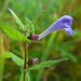 Skullcap