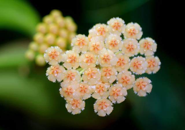 Hoya obscura (2)