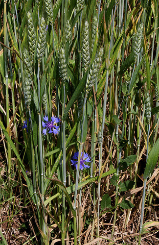 Deux coquins bleus cachés