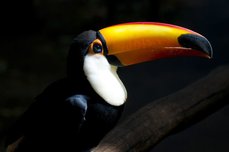 Tucano