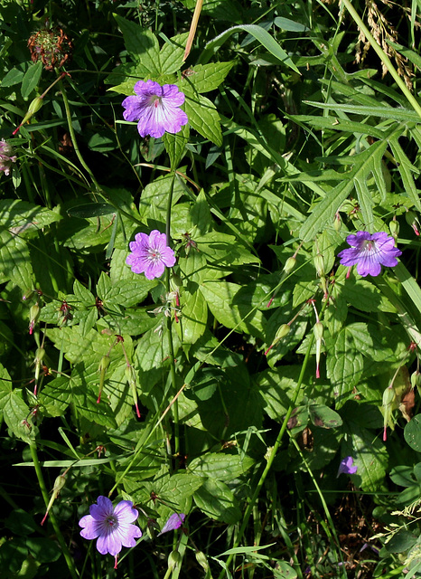 Geranium nodosum - Géranium noueux
