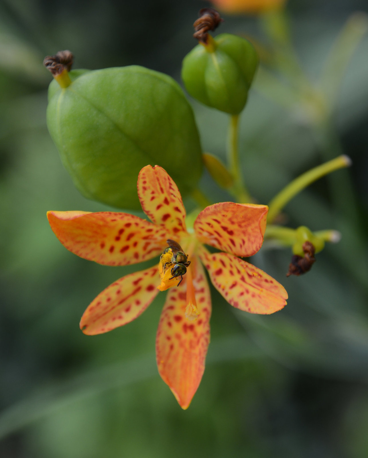 Flower+bee=pods