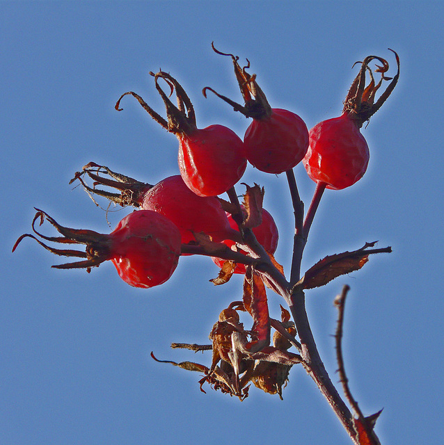 Rose hips