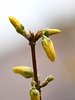 Forsythienknospen