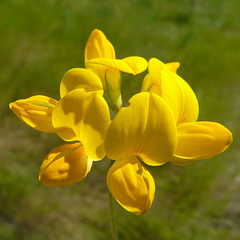 Bird's-foot Trefoil